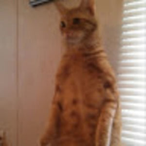 Meet your Posher, Dena